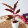 red aglaonema