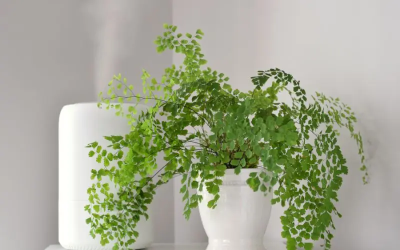 summer plant care