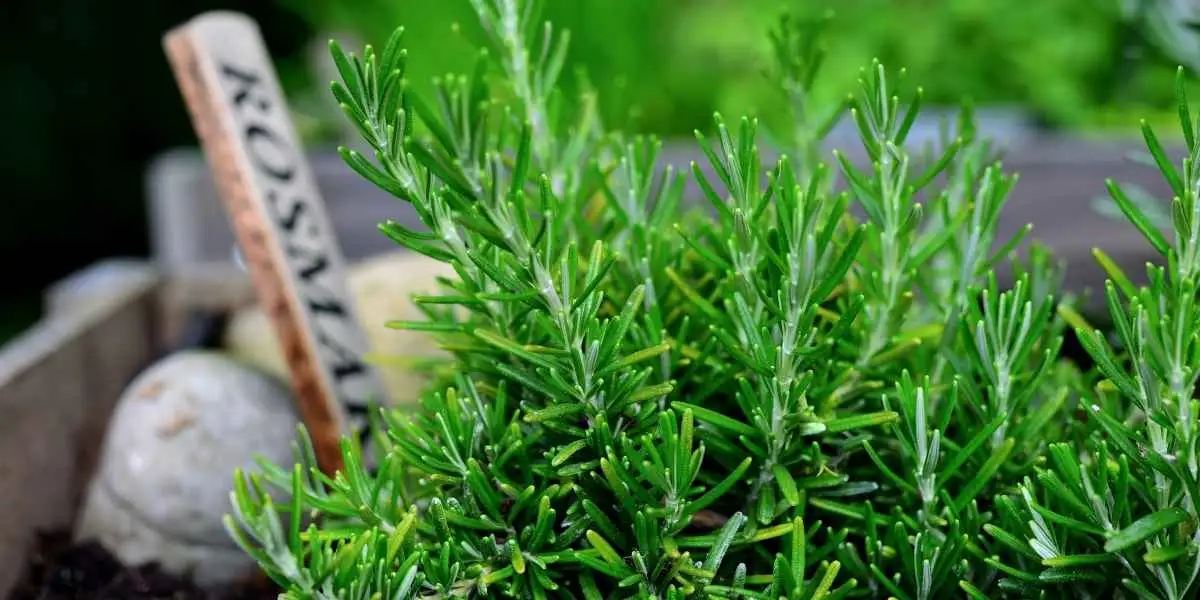 rosemary