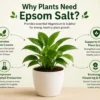 epsom salt for plants India