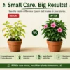 epsom salt for plants India
