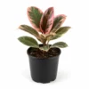 variegated rubber plant India