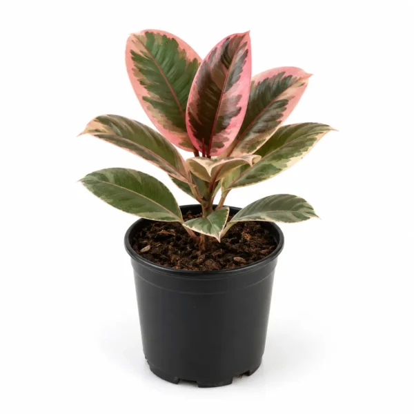 variegated rubber plant India