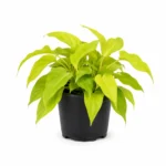 Philodendron Golden Plant