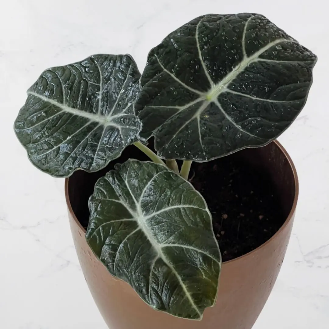 Exotic plants