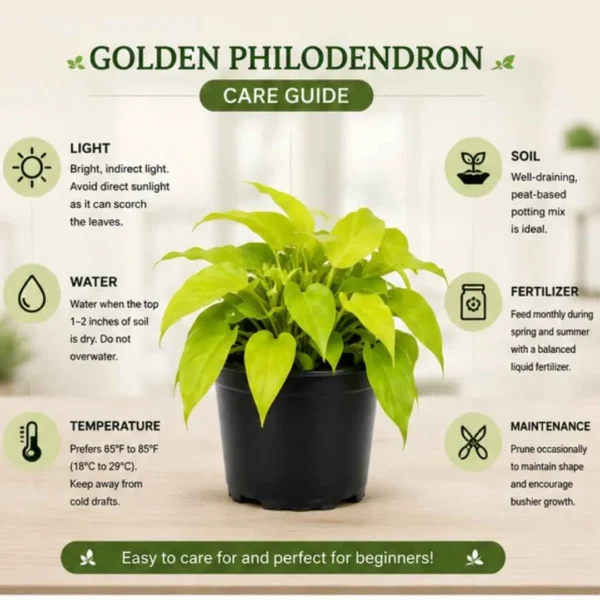 Philodendron Golden Plant