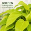Philodendron Golden Plant