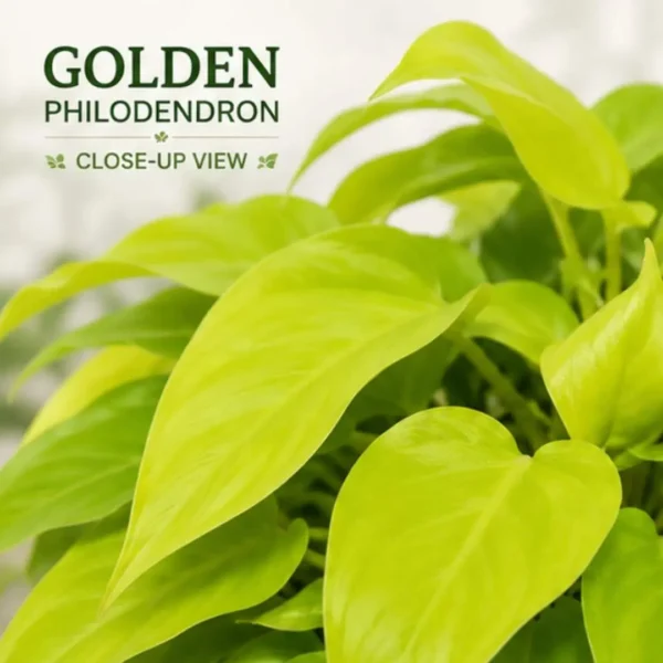 Philodendron Golden Plant