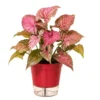Pink Syngonium Plant