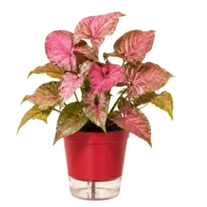 Pink Syngonium Plant