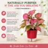Pink Syngonium Plant