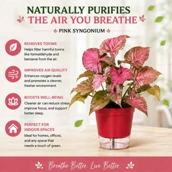 Pink Syngonium Plant