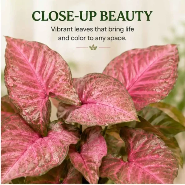 Pink Syngonium Plant
