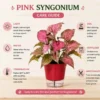 Pink Syngonium Plant