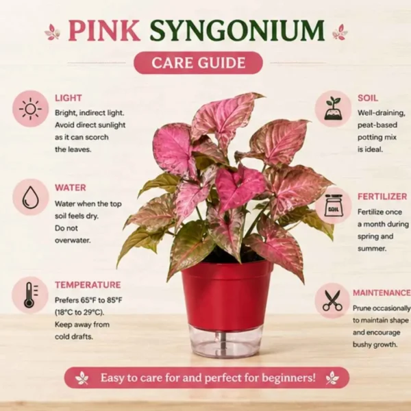 Pink Syngonium Plant