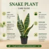 Snake Plant