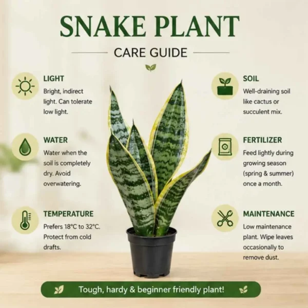 Snake Plant