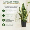 Snake Plant