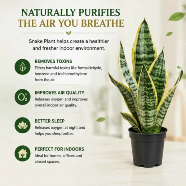 Snake Plant