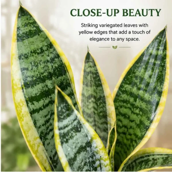 Snake Plant