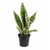 Snake Plant
