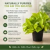 Neon Pothos