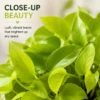 Neon Pothos