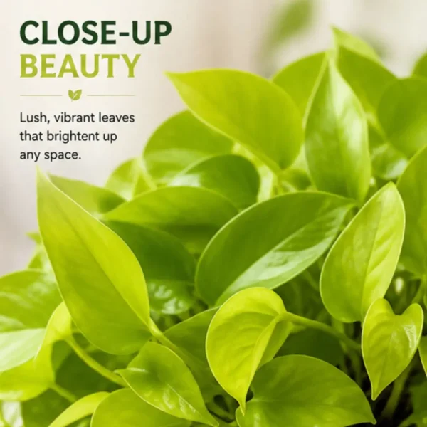 Neon Pothos