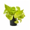 Neon Pothos