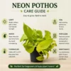 Neon Pothos
