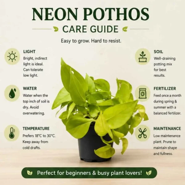 Neon Pothos