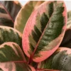 Variegated rubber plant India
