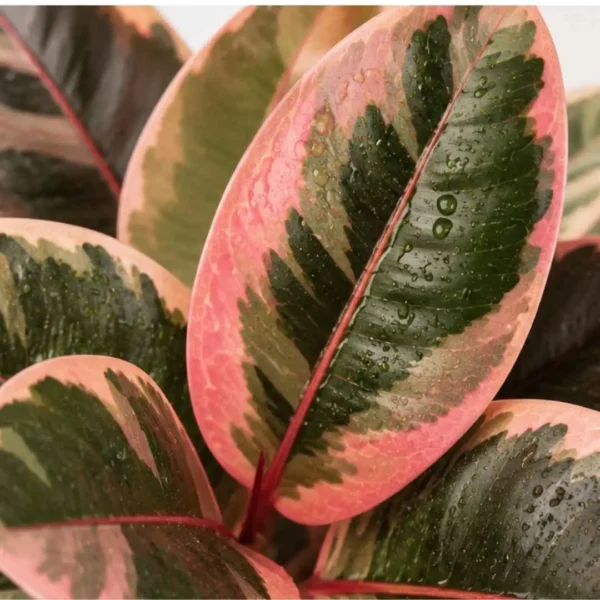 Variegated rubber plant India