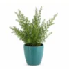 Asparagus Densiflorus