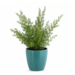 Asparagus Densiflorus