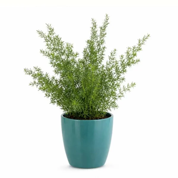 Asparagus Densiflorus