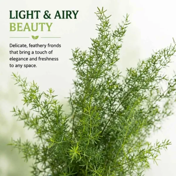 Asparagus Densiflorus