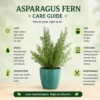 Asparagus Densiflorus