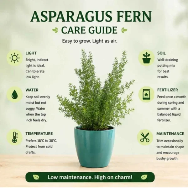 Asparagus Densiflorus