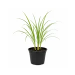lemongrass plant India