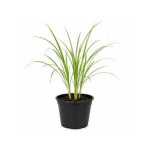 lemongrass plant India