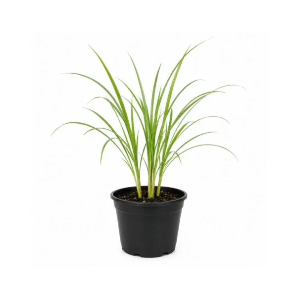 lemongrass plant India