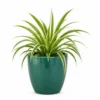 Spider Plant