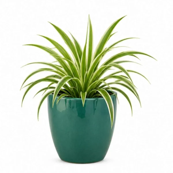Spider Plant