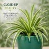 Spider Plant
