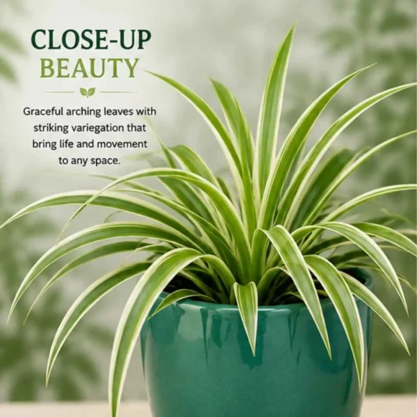 Spider Plant