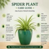 Spider Plant