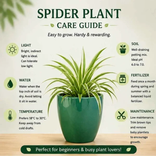 Spider Plant