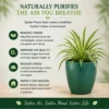 Spider Plant