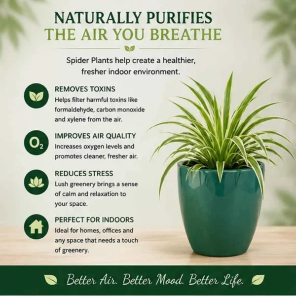 Spider Plant